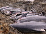 Более 120 китов выбросились на берега Новой Зеландии
