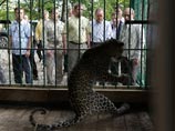 Леопарды находятся на складе временного хранения Сочинской таможни - в вольерах, куда их в сентябре выпустил из клеток лично Путин