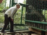 Леопардов, которых собираются спасать от вымирания в Сочи, вот уже полгода не могут даже растаможить Леопардов, которых собираются спасать от вымирания в Сочи, вот уже полгода не могут даже растаможить