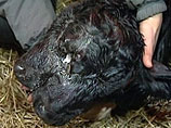 На эстонской ферме родился двухголовый теленок