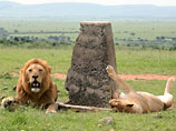 Агент Хиддинка: Гус ведет переговоры с африканскими львами