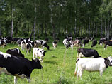 Вместо того чтобы поглощать углекислоту, сама зелень становится пищей для коров