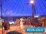 Директор цирка-шапито, где по вине пьяного сотрудника погибли тигры и львица, не пойдет под суд Директор цирка-шапито, где по вине пьяного сотрудника погибли тигры и львица, не пойдет под суд