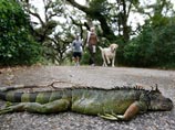 Во Флориде из-за морозов мрут крокодилы и питоны