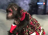 В прошлом году Луше предложили выбрать восемь пакетов акций российских компаний и вложить в них виртуальный миллион рублей В прошлом году Луше предложили выбрать восемь пакетов акций российских компаний и вложить в них виртуальный миллион рублей
