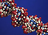 Российские ученые осваивают технологию составления фоторобота по ДНК