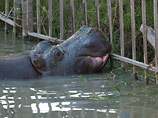 Бегемот сбежал из черногорского зоопарка, воспользовавшись наводнением