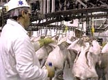Минсельхоз США предписывает очистку раствором хлора оборудования на предприятиях по переработке кур. Мойка ведется одновременно с производственным процессом, раствор хлора попадает на продукцию