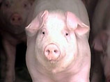 Ученые, работающие на британское правительство, взрывают свиней, чтобы установить, как долго те смогут прожить при большой кровопотере