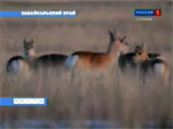 В Забайкалье могут ввести режим ЧС из-за 40 тысяч голодных антилоп