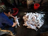 За любовь к собачатине китайцев будут наказывать штрафом и тюрьмой За любовь к собачатине китайцев будут наказывать штрафом и тюрьмой