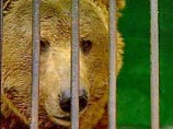 Зоопарк Северска опровергает сообщения об отстреле "лишних" бурых медведей