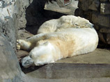 В брошенном украинском зоопарке гибнут экзотические животные