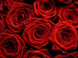 Ко Дню святого Валентина Голландия получила кокаин в розах