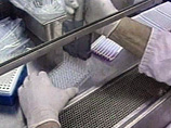 Сибирские ученые нашли способ ускорить рост деревьев в семь-восемь раз Сибирские ученые нашли способ ускорить рост деревьев в семь-восемь раз