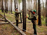Следствие установило, что Баир Нимаев принял на работу в должности мастера леса мужа своей дочери без фактического выполнения работы