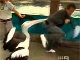 Австралийского телеведущего в прямом эфире поклевали пеликаны (ВИДЕО)