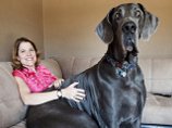 Самый крупный и высокий пес на Земле - датский дог Джордж из штата Аризона