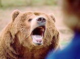 В зоопарке Висконсина медведь откусил пальцы пытавшейся покормить его женщине