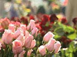В праздник 8 марта женщины не хотят получить в подарок домашнее животное или игрушку В праздник 8 марта женщины не хотят получить в подарок домашнее животное или игрушку