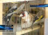 В Казахстане сожгли семь десятков контрабандных птиц - выпускать было нельзя, а на обследование денег пожалели