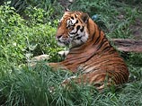 11 уссурийских тигров в китайском зоопарке уморили, чтоб продать их на органы, утверждают сотрудники