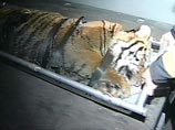 Сотрудники китайского зоопарка, где от голода погибли 11 уссурийских тигров, считают, что животных погубили специально