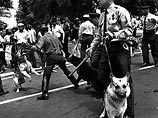 Мур сделал особо выразительный снимок, на котором собака разрывает на одном из участников демонстрации брюки. Фотография обошла весь мир