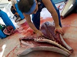Промысел голубого тунца ведется в Тихом и Атлантическом океанах и в Средиземном море. Япония потребляет 80% всего выловленного в мире голубого тунца, что составляет 42 тысячи тонн в год