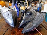 Япония намерена заблокировать мораторий на международную торговлю голубым тунцом Япония намерена заблокировать мораторий на международную торговлю голубым тунцом