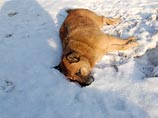 Власти Ульяновской области вывели местных жителей на массовый отстрел бродячих собак