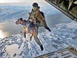 В военных учениях НАТО Cold Response в Норвегии приняли участие собаки. Они прыгают вместе с парашютистами с трехкилометровой высоты