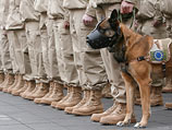 Собаки-парашютисты принимают участие в операциях НАТО в Афганистане