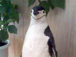 Саратовская милиция задержала моряка, который хотел продать чучело императорского пингвина