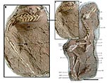 В Китае обнаружили скелет неизвестного динозавра