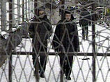 В ходе "медведевской" амнистии к Дню Победы  вместо 46 тысяч заключенных освободят только сотню