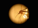 Японские ученые выводят комаров, которые будут переносить вакцины от опасных болезней