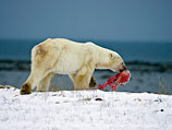 Норвегия рассказала членам "Арктической пятерки", как поделить ресурсы с "не вполне нормальной" Россией