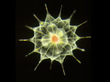Акантариан, принадлежащая к одному из четырех видов амеб, обитающих в водах океана