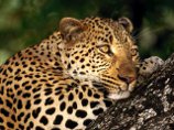 Для леопардов на Северном Кавказе создадут крупнейший в Европе биосферный полигон