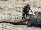 В Киевском зоопарке умер слон, с которым тепло общался мэр Черновецкий