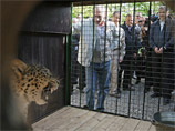Путин выпустил из клетки в вольер Сочинского парка самку леопарда