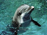 В сочинском дельфинариуме расследуют покушение на дельфиниху