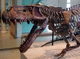 Палеонтологи впервые нашли хорошо сохранившийся скелет предка динозавров