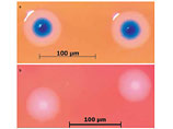 На фото сверху искусственные клетки Mycoplasma mycoides, на фото снизу - естественные