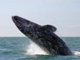На Камчатке выбросило на берег двух китов