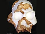Ученые обнаружили останки представителя древнейшего человеческого вида - Homo gautengensis, который мог быть каннибалом