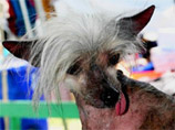Самая уродливая собака в мире скончалась в США незадолго до нового конкурса