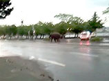 По центру Цюриха целый час разгуливал сбежавший из цирка слон