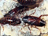Ученый считает, что тараканы подают друг другу сигналы при помощи "феромона питания" - некоего вещества, которое, возможно, содержится в их слюне, либо при помощи углеводорода, вырабатываемого их организмами
